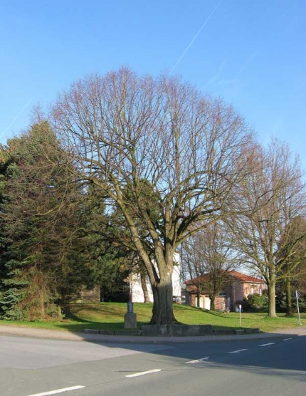 Bild 2 von Linde an der Paderborner Straße